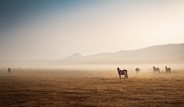 Paarden 