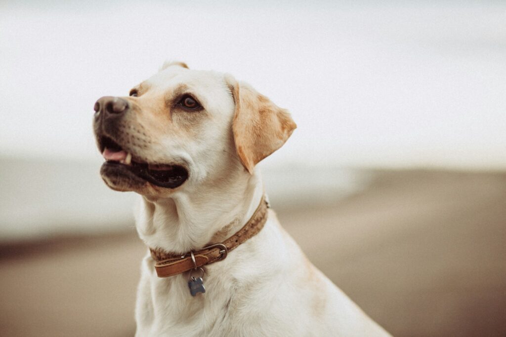 halsband voor honden
