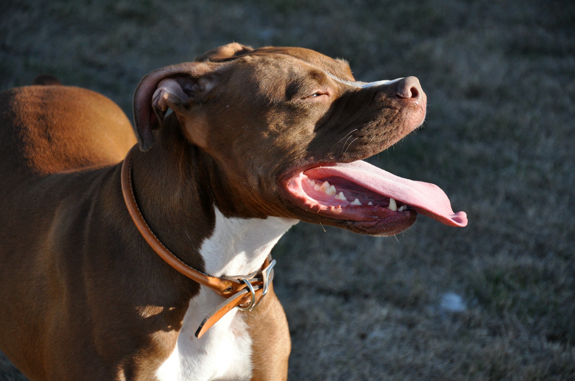 halsband voor honden